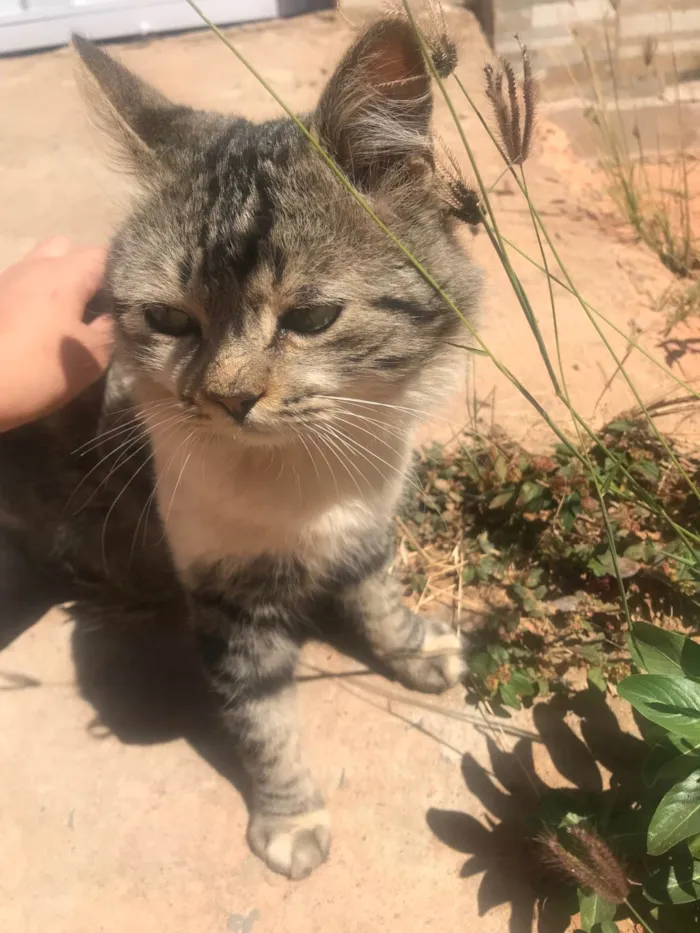 Gato ra a Exótico idade 7 a 11 meses nome Bam Bam (temporário)