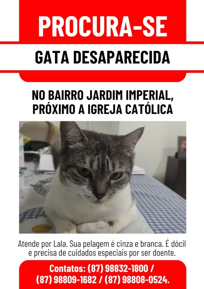 Gato ra a SRD-ViraLata idade 6 ou mais anos nome Lála