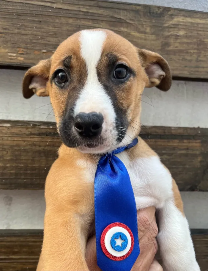 Cachorro ra a SRD-ViraLata idade 2 a 6 meses nome Diego Hipólito