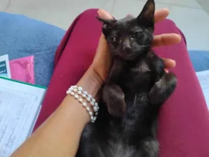 Gato raça SRD-ViraLata idade 2 a 6 meses nome jujuba 