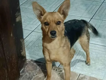 Cachorro raça SRD-ViraLata idade 7 a 11 meses nome Tombinha 