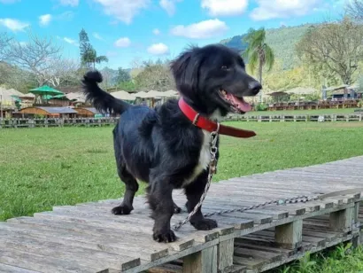 Cachorro raça SRD-ViraLata idade 2 anos nome Bernardo