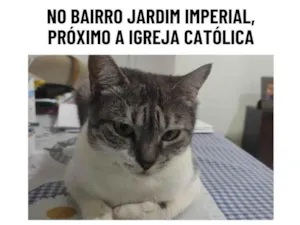 Gato raça SRD-ViraLata idade 6 ou mais anos nome Lála