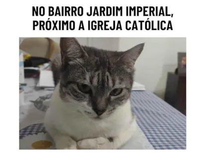 Gato raça SRD-ViraLata idade 6 ou mais anos nome Lála