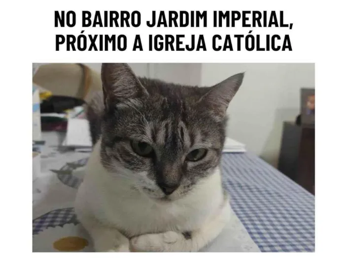 Gato ra a SRD-ViraLata idade 6 ou mais anos nome Lála