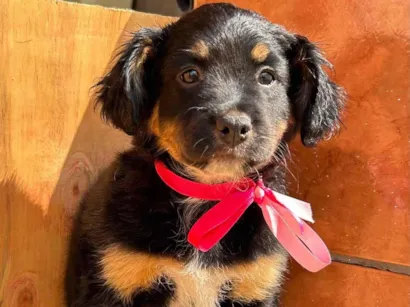 Cachorro raça SRD-ViraLata idade Abaixo de 2 meses nome Não possui