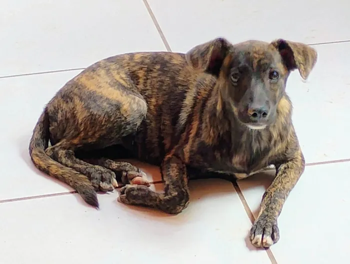 Cachorro ra a Srd idade 2 a 6 meses nome NAMER