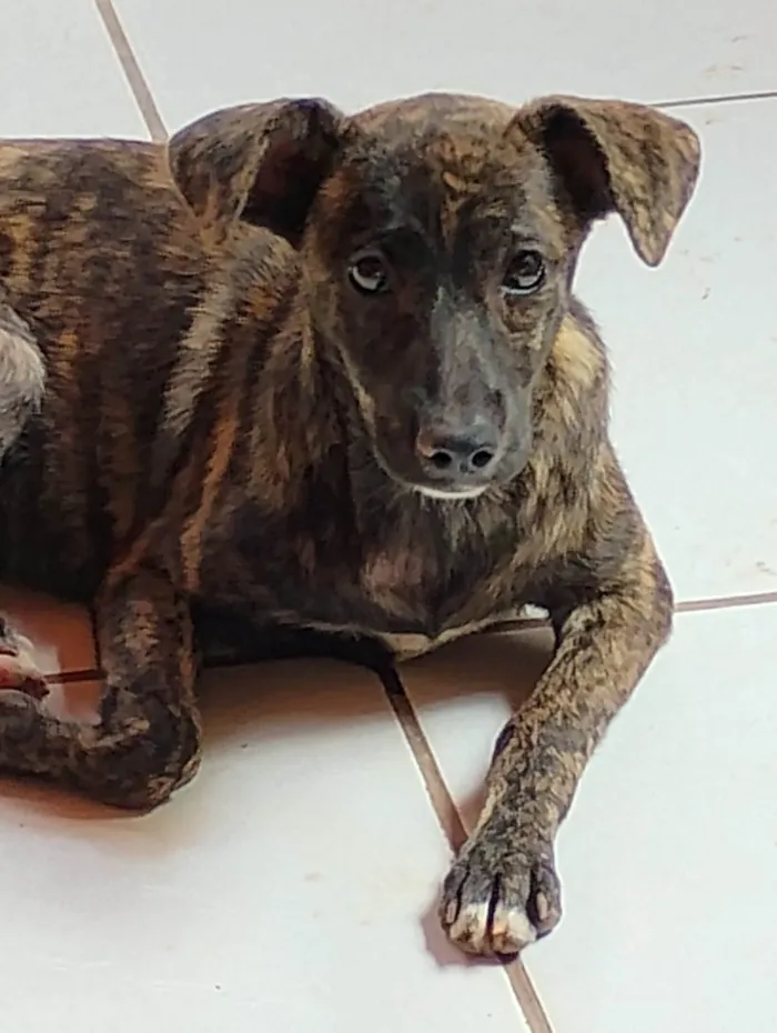 Cachorro ra a Srd idade 2 a 6 meses nome NAMER