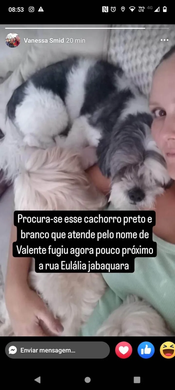 Cachorro ra a Lhasa Apso idade 6 ou mais anos nome Larissa Smid Rodrigues