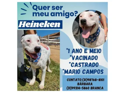 Cachorro raça SRD-ViraLata idade 1 ano nome Heineken 