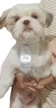 nscruz