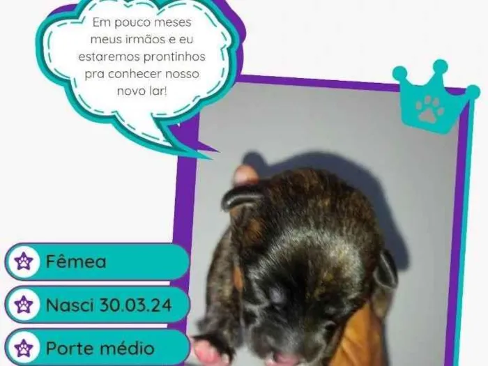 Cachorro ra a Srd idade 2 a 6 meses nome NAMER