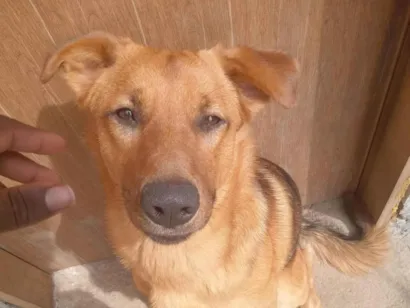 Cachorro raça SRD-ViraLata idade 1 ano nome Luck