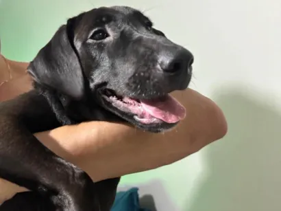 Cachorro raça SRD-ViraLata idade 7 a 11 meses nome Zoe