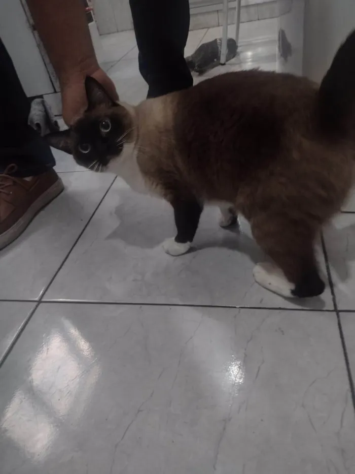 Gato ra a Siamês idade 3 anos nome Mileide e zedy