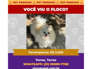 Cachorro raça SRD-ViraLata idade 6 ou mais anos nome Floco