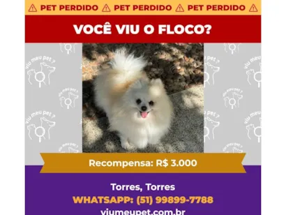 Cachorro raça SRD-ViraLata idade 6 ou mais anos nome Floco