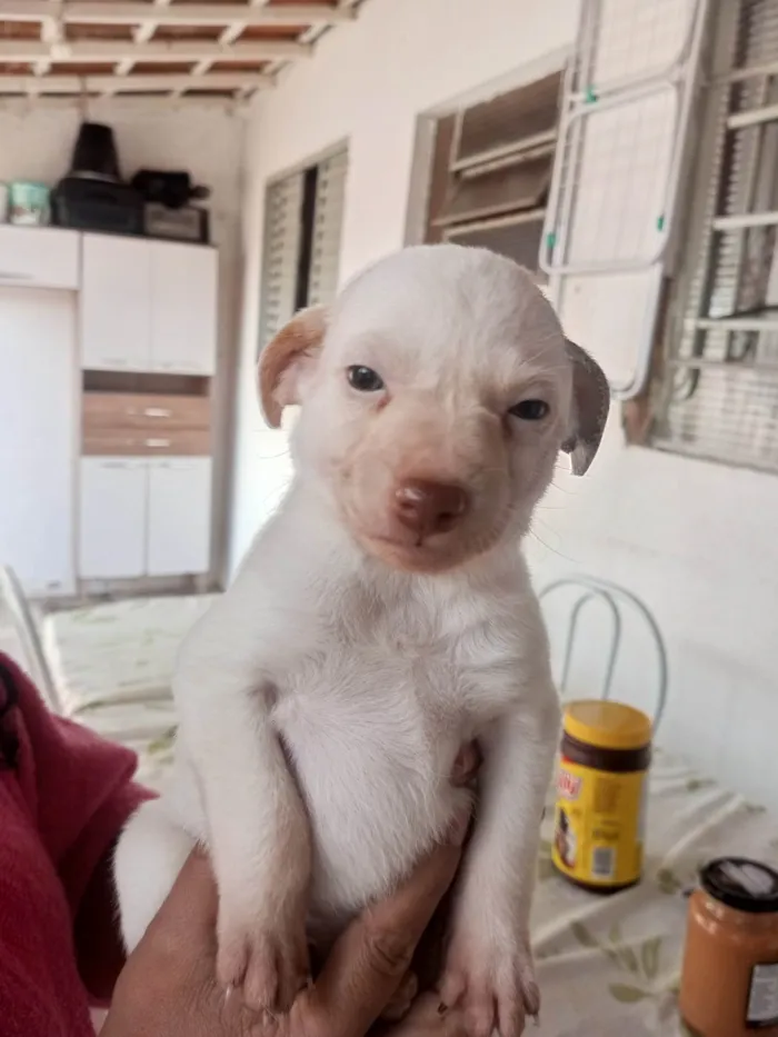 Cachorro ra a SRD-ViraLata idade 2 a 6 meses nome bolinha 