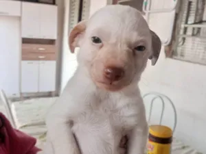 Cachorro raça SRD-ViraLata idade 2 a 6 meses nome bolinha 