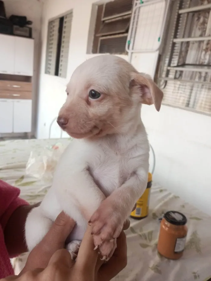 Cachorro ra a SRD-ViraLata idade 2 a 6 meses nome bolinha 