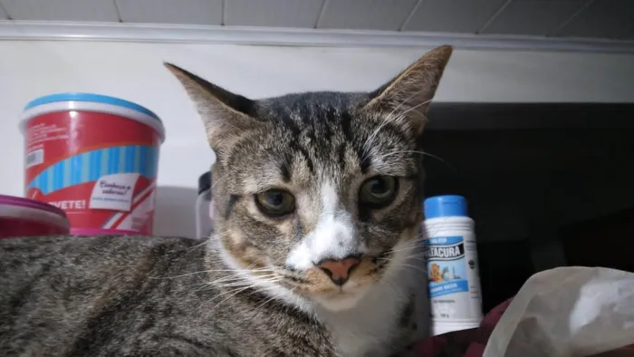 Gato ra a SRD-ViraLata idade 2 anos nome TCHUTCHUCO