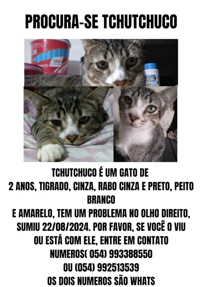 Gato ra a SRD-ViraLata idade 2 anos nome TCHUTCHUCO