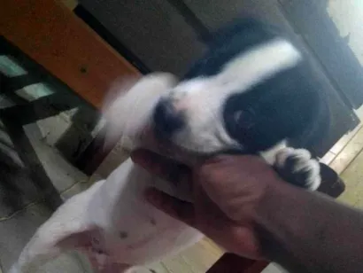 Cachorro raça Pit-Bull idade 2 a 6 meses nome Rey