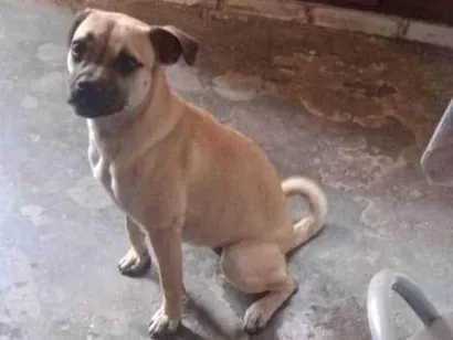 Cachorro raça SRD-ViraLata idade 1 ano nome Mel