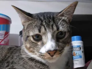 Gato raça SRD-ViraLata idade 2 anos nome TCHUTCHUCO