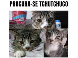 Gato raça SRD-ViraLata idade 2 anos nome TCHUTCHUCO