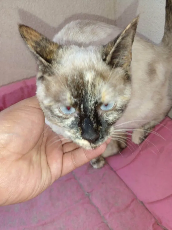 Gato ra a SRD-ViraLata idade 2 a 6 meses nome Margarida