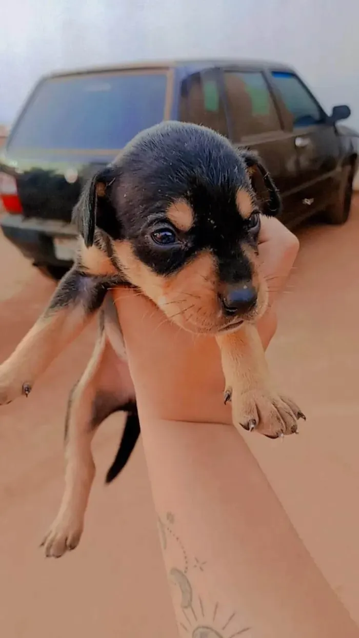 Cachorro ra a SRD-ViraLata idade 2 a 6 meses nome JOSE VICTOR CORREA BARBOSA