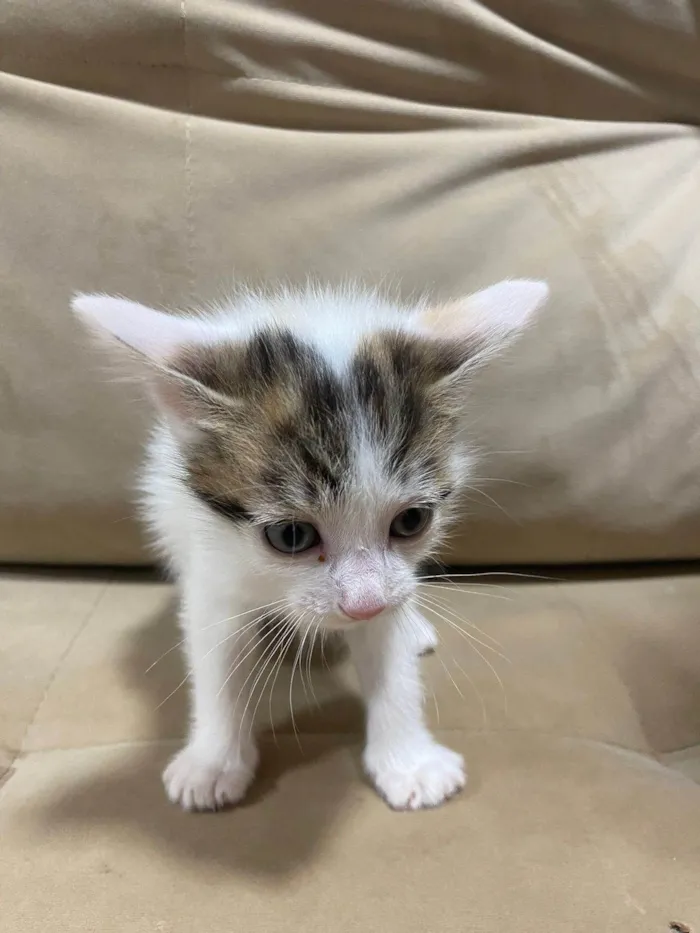 Gato ra a American Shorthair idade 2 a 6 meses nome Kira e Safira 