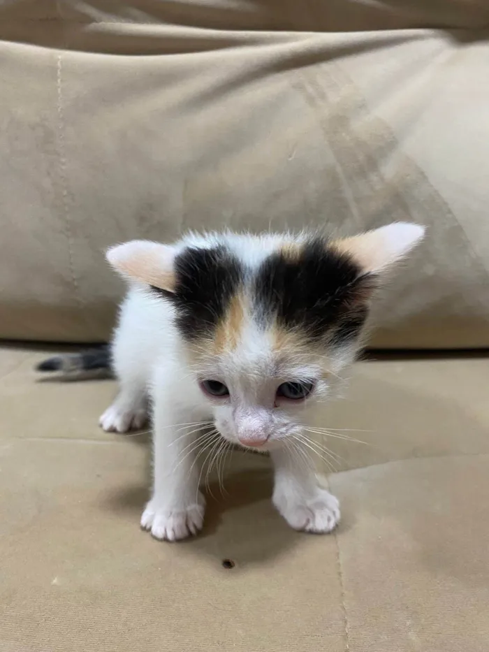 Gato ra a American Shorthair idade 2 a 6 meses nome Kira e Safira 