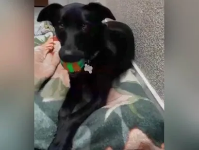 Cachorro raça SRD-ViraLata idade 2 anos nome Betânia G