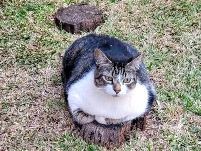 Gato ra a SRD-ViraLata idade 6 ou mais anos nome Ozzi