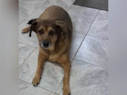 Cachorro raça SRD-ViraLata idade 6 ou mais anos nome Helena