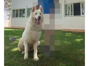 Cachorro raça Pastor Alemão idade 6 ou mais anos nome Kyrios