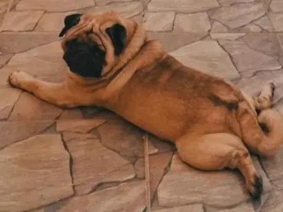 Cachorro raça Bulldog idade 2 a 6 meses nome Nick  da raça Pug 