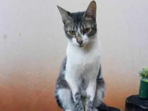 Gato raça SRD-ViraLata idade 6 ou mais anos nome Ozzi