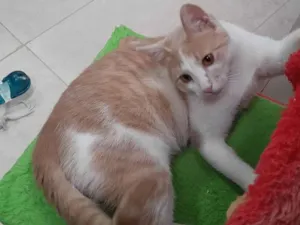 Gato raça SRD-ViraLata idade 2 a 6 meses nome Louro