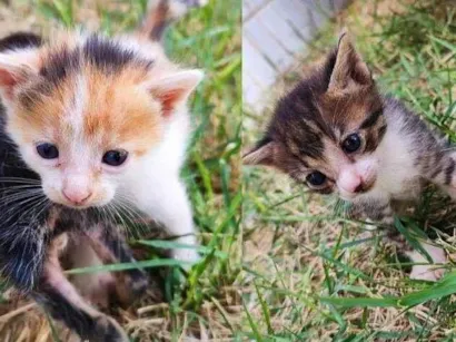 Gato raça SRD-ViraLata idade Abaixo de 2 meses nome Gatos