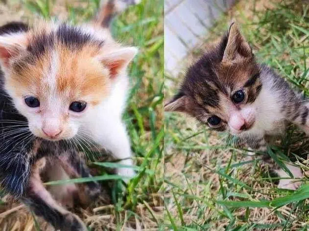 Gato ra a SRD-ViraLata idade Abaixo de 2 meses nome Gatos