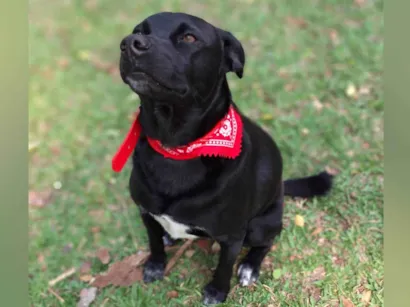 Cachorro raça SRD-ViraLata idade 2 anos nome Oliver M