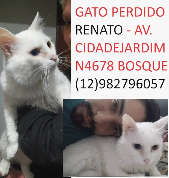 Gato ra a Angorá idade 6 ou mais anos nome Shouto