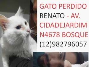 Gato raça Angorá idade 6 ou mais anos nome Shouto