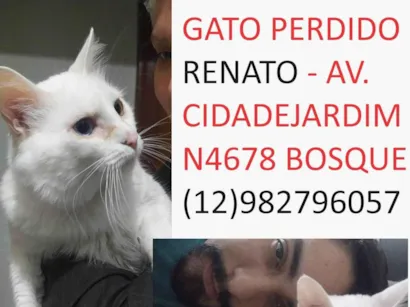 Gato raça Angorá idade 6 ou mais anos nome Shouto