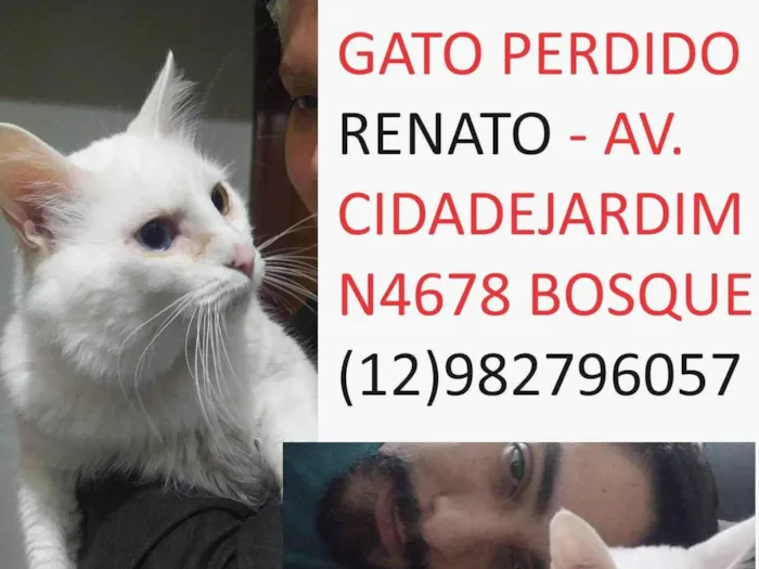 Gato ra a Angorá idade 6 ou mais anos nome Shouto