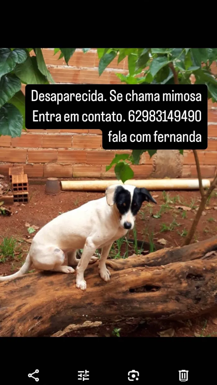 Cachorro ra a SRD-ViraLata idade 3 anos nome Mimosa