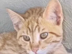 Gato raça SRD-ViraLata idade 2 a 6 meses nome Ted 